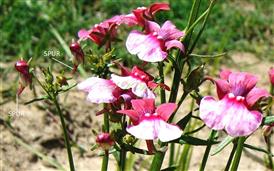  Flowers with corolla spur
